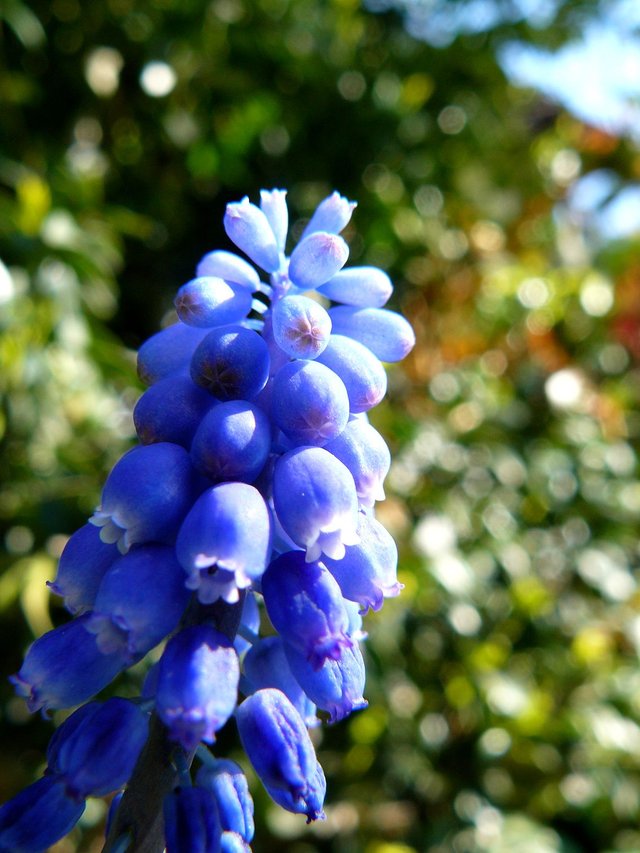 Szafirek, Grape hyacinth, Muscari.jpg