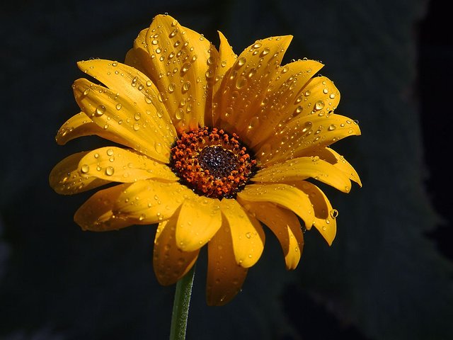 wet-flower.jpg