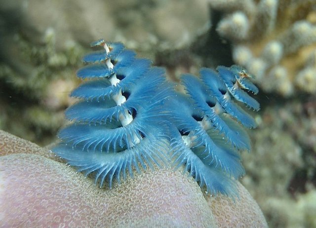 christmas-tree-worm-2[2].jpg