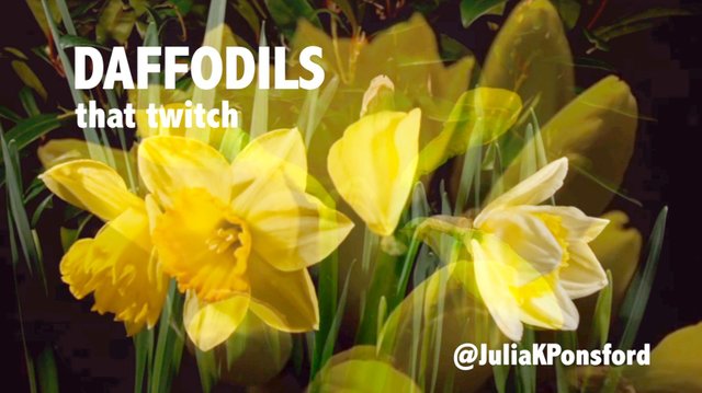 daffodils_thumbnail.jpg