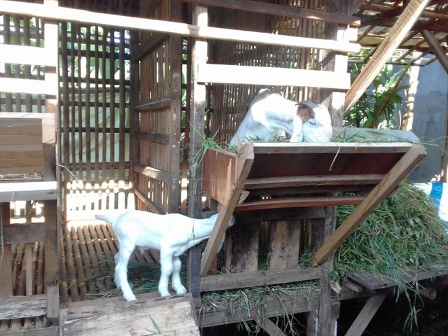 image0kambing1.JPG
