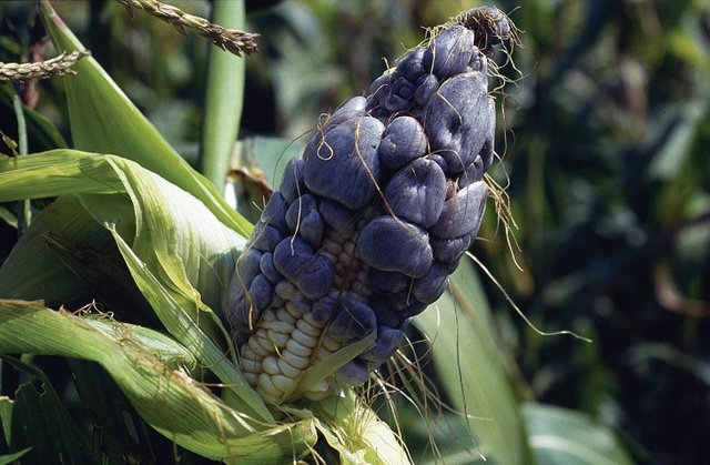 corn smut 2.jpg