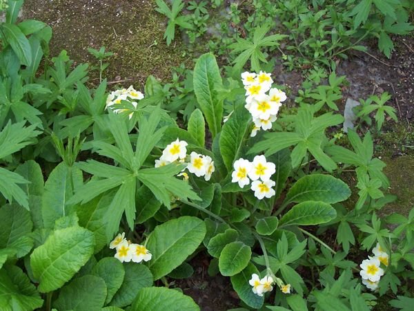 North Corner - yellow primroses crop May 2018.jpg