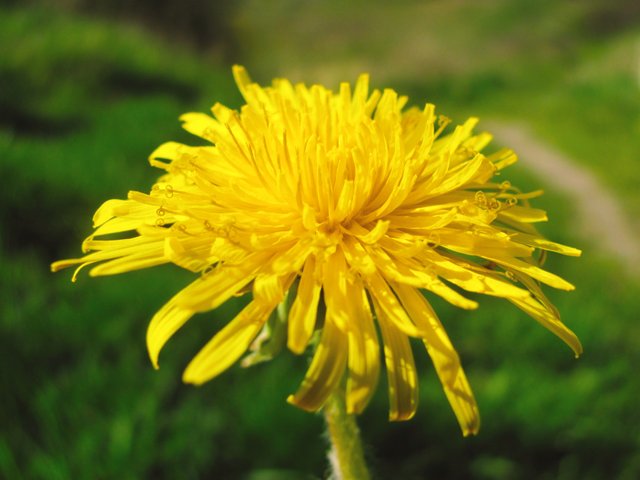 Dandelion