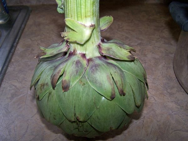 Artichokes - bad leaves crop April 2018.jpg