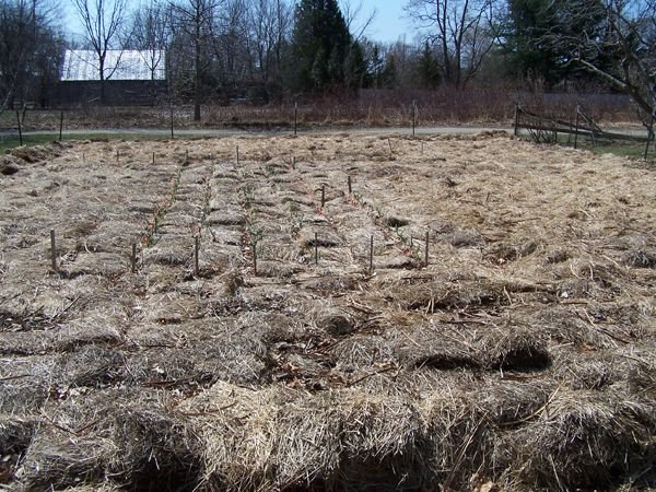 Big Garden - garlic2 crop April 2018.jpg