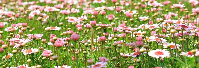 flower-meadow-1510602__340.jpg