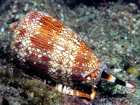 cone-snail-GettyImages-157582260[1].jpg