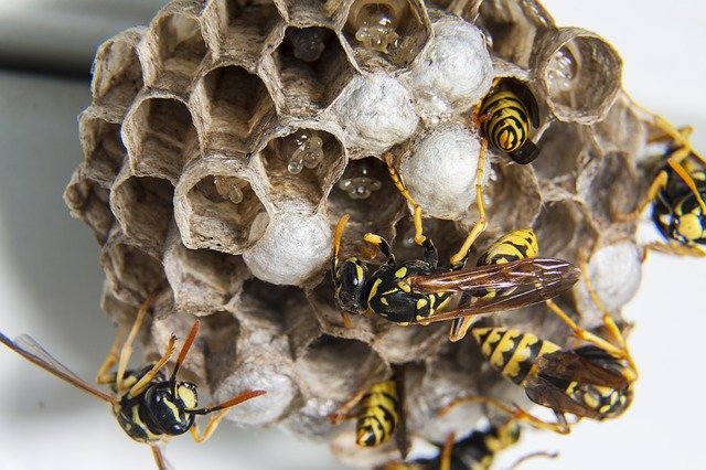 swarm-1903243_640.jpg