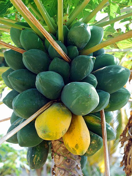 papaya-tree-fruits-picture-id159209717.jpeg