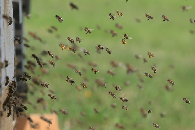 bees-1975820_1280.jpg