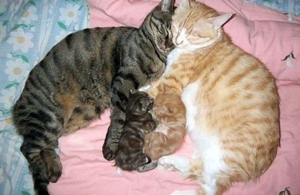 katzenfamilie-attackofthecute.jpg