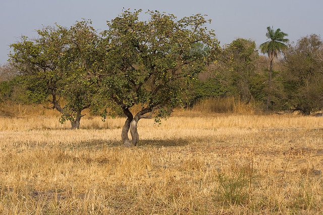 800px-Kiang_West_savanna.jpg