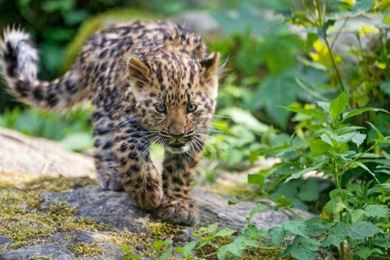 Leopardo de amur.jpg