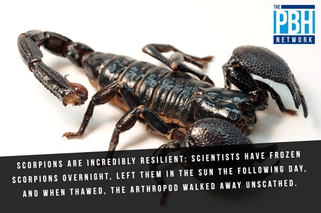 fun-facts-scorpions.png