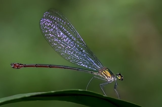 damselfly.jpg