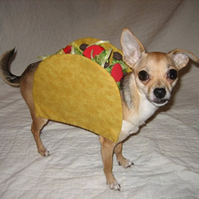 The-Taco-Bell-Dog.jpg