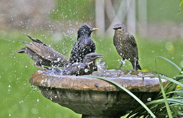 Starlings-and-birdbath.jpg