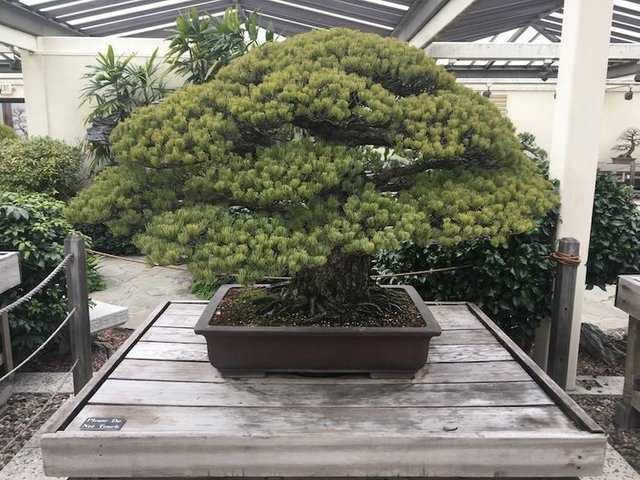 bonsai-hiroshima-nationa-arboretum.jpg