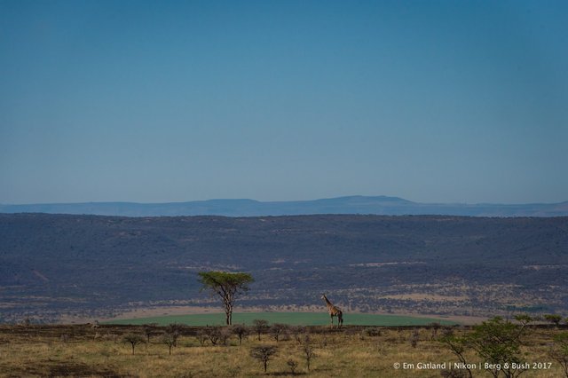 Berg and bush giraffe.jpg