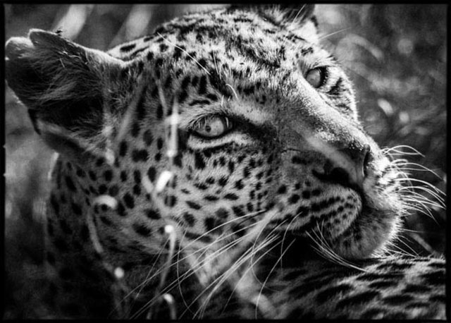 2179-Amazing_leopard_looking_at_us_Laurent_Baheux_xgaplus.jpg