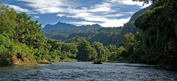 sarawak-forest.jpg