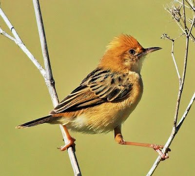 Golden-headed+cisticola+Cisticola+exilis.jpg