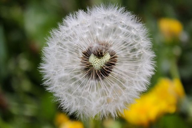 dandelion-3348685__480.jpg