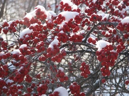 winterberry1.jpg