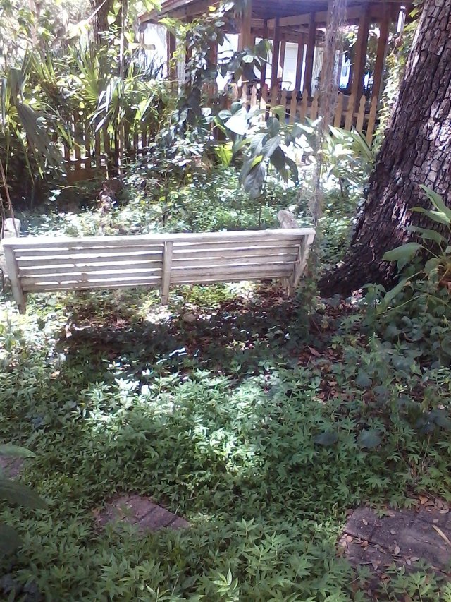 jungle back yard.jpg