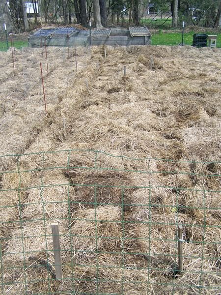 Small garden - carrots, celery planted, mulched crop May 2018.jpg