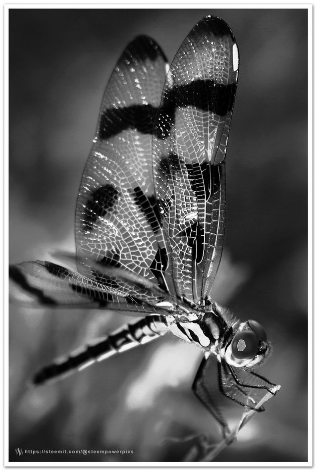 Dragonfly-Macro.jpg