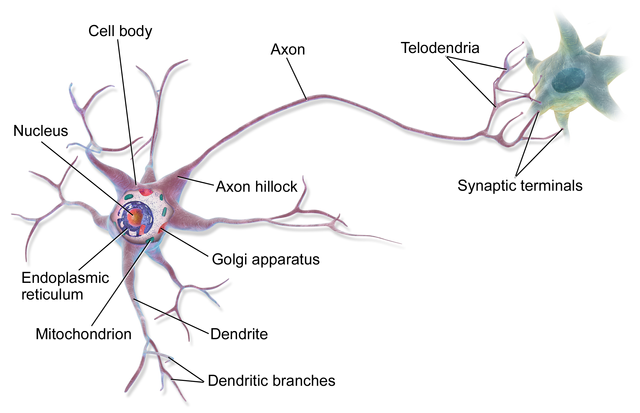 Blausen_0657_MultipolarNeuron.png