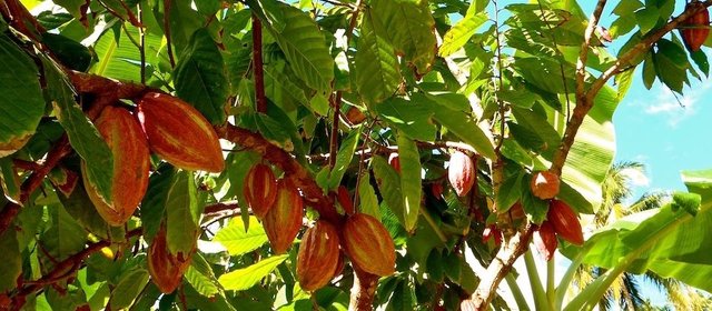 Organic-Cocoa-Baracoa-Cuba-Cacao.jpg