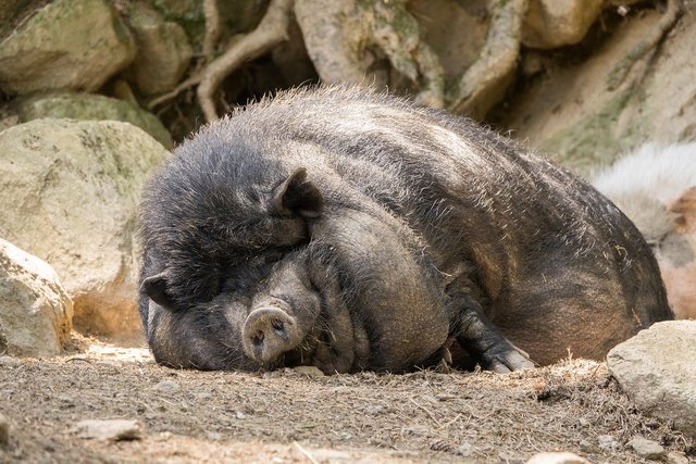 pot-bellied-pig-2413454_1280.jpg