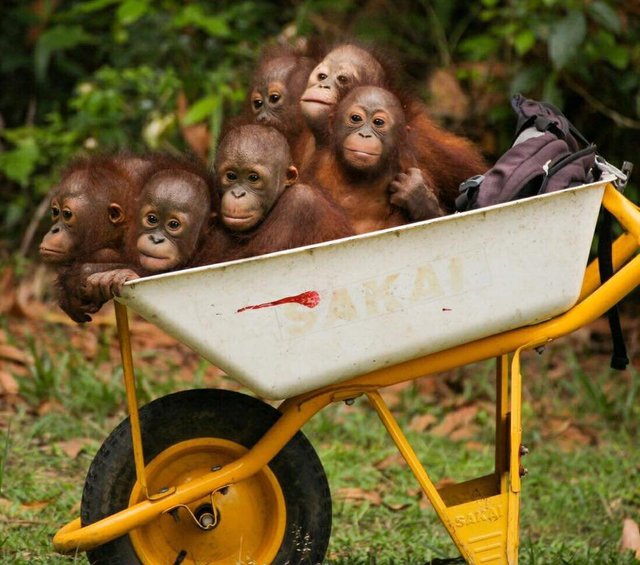 baby orangs onegreenplanet.org.jpg