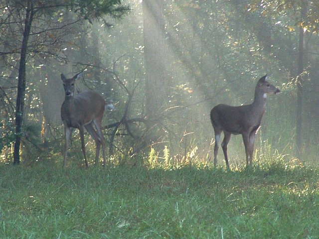 doessunlite_Spring sunrise in middle Georgia.jpg