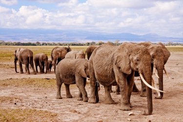 elephants-africa-amboseli-animal-50611-2.jpg