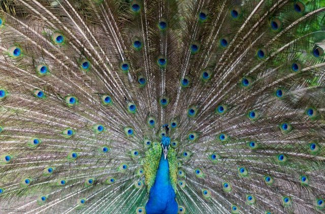 11-peacock-photography-by-piccaya.preview.jpg