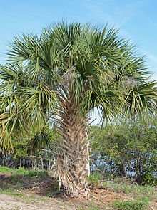 Palm_tree_CANA.JPG