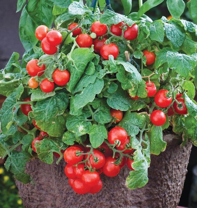 Red-Robin-Tomato-Seeds-TM826-1.jpg