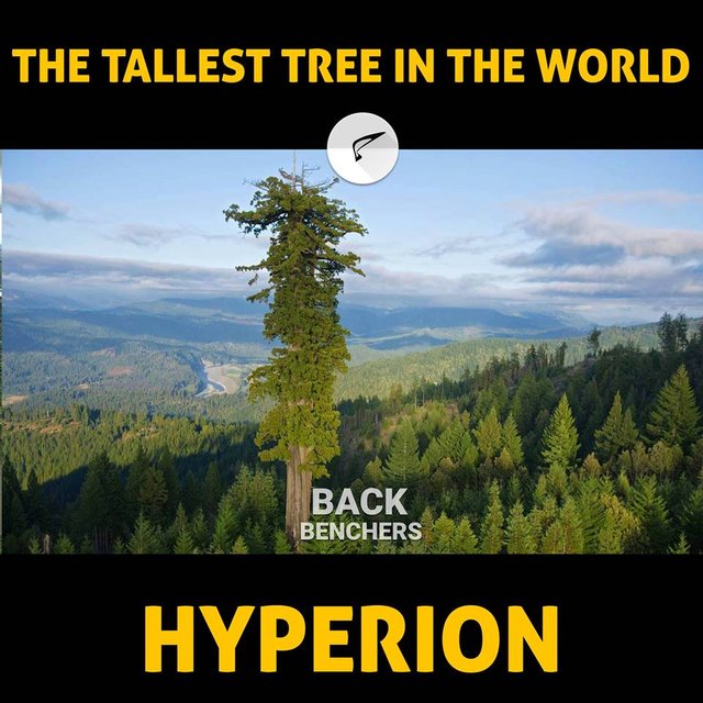 tall tree.jpg