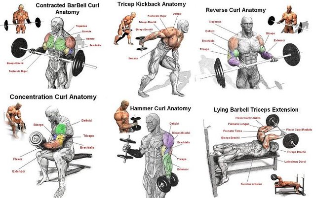 Arms Workout With Names Steemit