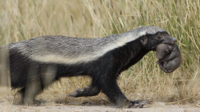 Honey_badger,_Mellivora_capensis,_carrying_young_pup_in_her_mouth_at_Kgalagadi_Transfrontier_Park,_Northern_Cape,_South_Africa_(34059941743).jpg