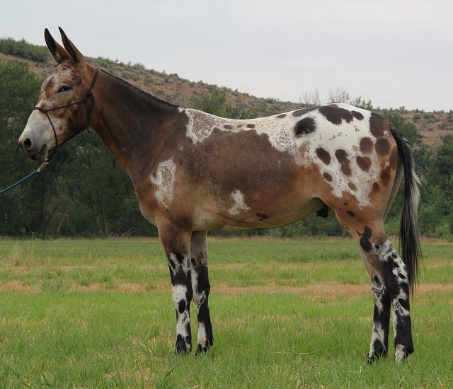 Male Donkey + Female Horse = Mule.jpg