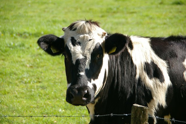 cow-234835_1280.jpg