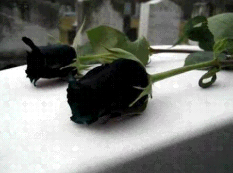 Arti Bunga Mawar Hitam The Meaning Of Black Rose Bilingual 2bahasa Steemit