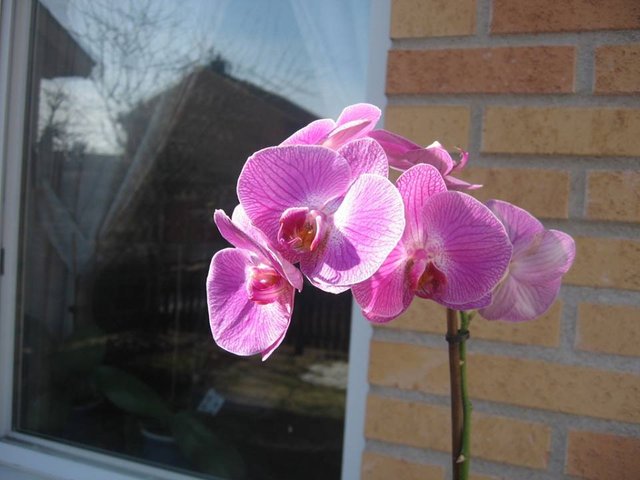 Felnopsis Orchid 2.jpg