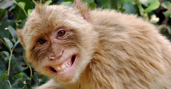 smile-monkey-.jpg