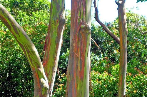 Eucalyptus-deglupta-trees.jpg